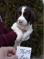 Springer Pup