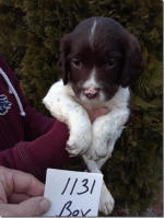 Springer Pup