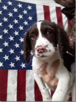 Springer Pup