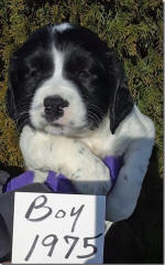 Springer Pup