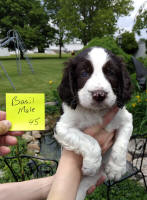 Springer Pup