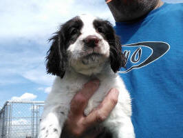 Springer Pup