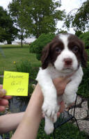 Springer Pup