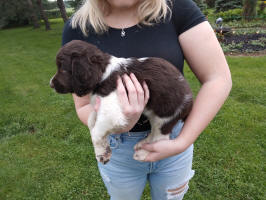 Springer Pup