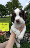 Springer Pup