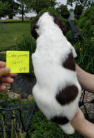 Springer Pup