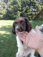 Springer Pup