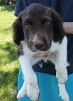 Springer Pup