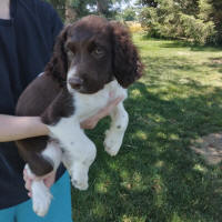 Springer Pup