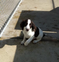 Springer Pup