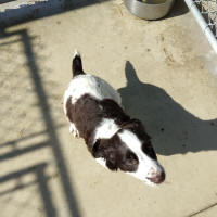 Springer Pup