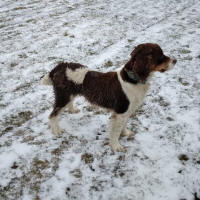 Springer Pup