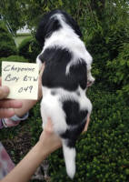 Springer Pup