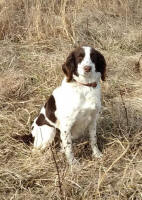 Springer Pup