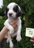 Springer Pup