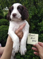 Springer Pup