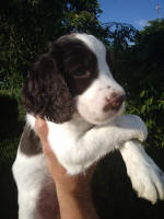 Springer Pup