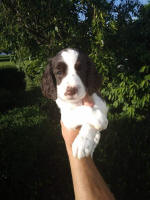 Springer Pup