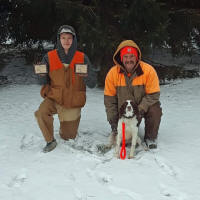 Springer Pup