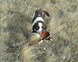 Springer Pup