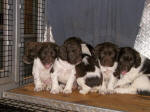 Ohio English Springer Spaniels puppies