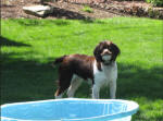 Ohio English Springer Spaniels puppies