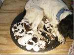 Pups at one day old whelped 11-25-2012