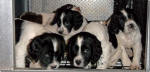 Above a group photo the 3 Black & Whites to the left are females and the Black & White to the right is a male. The Liver & White pup behind them is a male.