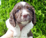 Springer Pup