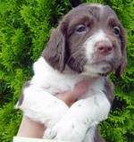 Springer Pup