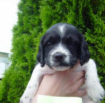 Springer Pup