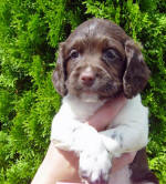 Springer Pup