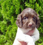 Springer Pup