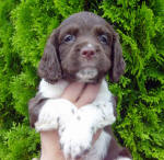 Springer Pup