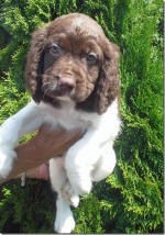 Springer Pup