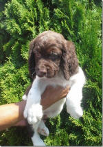 Springer Pup