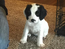 English Springer Spaniels