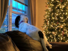 English Springer Spaniels