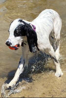 English Springer Spaniels