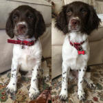 English Springer Spaniels