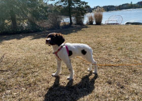 English Springer Spaniels