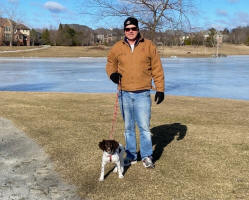 English Springer Spaniels