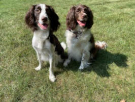 English Springer Spaniels