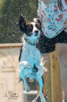 English Springer Spaniels