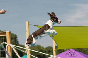 English Springer Spaniels