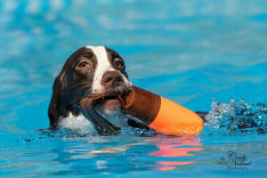 English Springer Spaniels