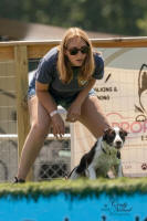 English Springer Spaniels