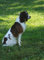 English Springer Spaniels