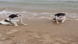 English Springer Spaniels