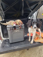 English Springer Spaniels